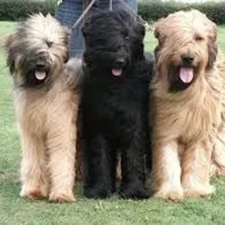 Briard...more than just a big dog!