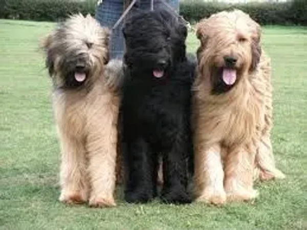 Briard...more than just a big dog!