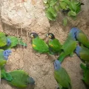 Manu Parrotlet