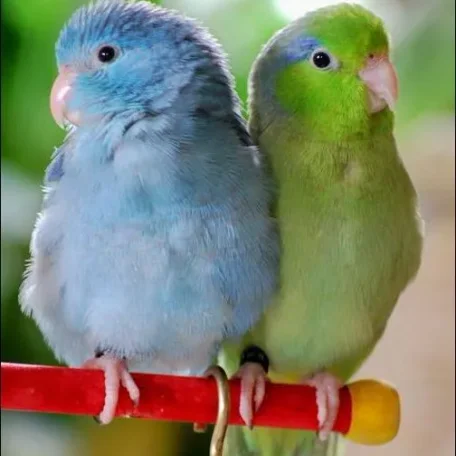 Like cotton candy Parrotlets are some of the prettiest there are!