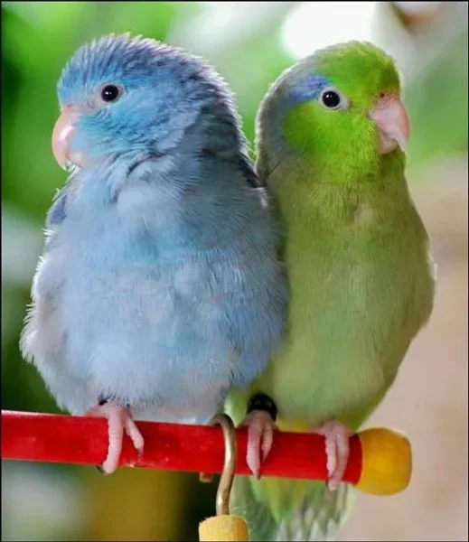 Like cotton candy Parrotlets are some of the prettiest there are!