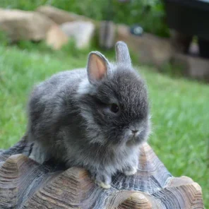 Kim's Hopping Lops' Chinchi