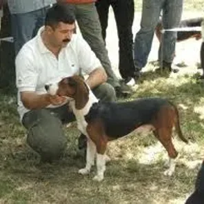 Serbian Tricolour Hound