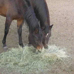 Horse Care - Feeding