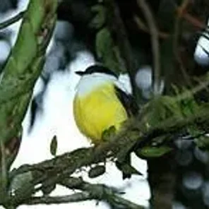 White-collared Manakin