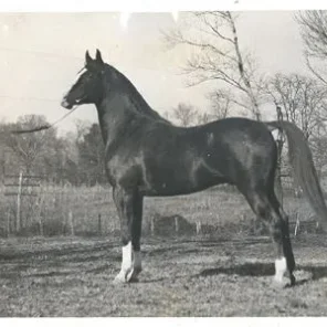 BAZLEYD
