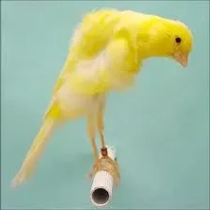 Dutch Frill Canary
