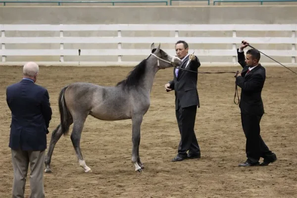 WESTERN CAROLINA’S ARABIAN SHOW November 2-4 , 2012