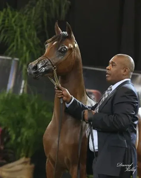 CADANCE PA (CAVALLI x DONATELLA)