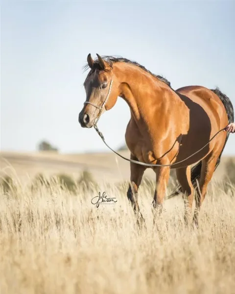 Marcele (TF Psymreekhe x JSL Aviance) bred by Julie Patton.