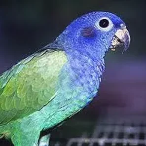 Blue-headed Pionus