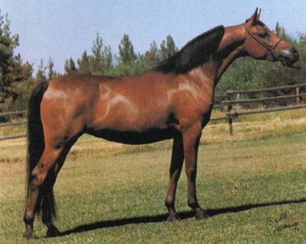 Baskeena