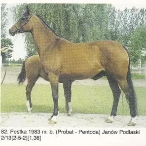 PESTKA