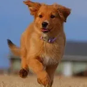 Golden Border Retriever (Designer Dog)