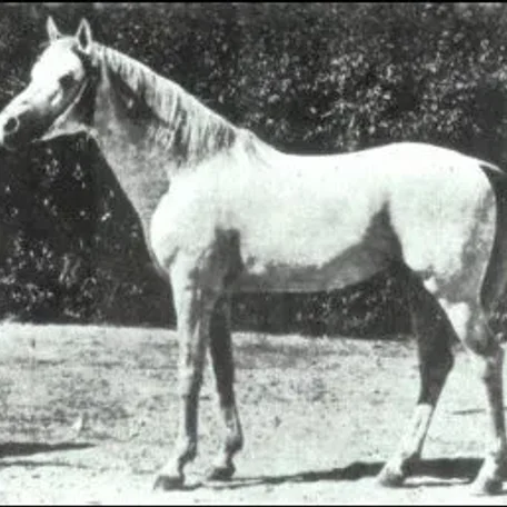 BARQUILLO