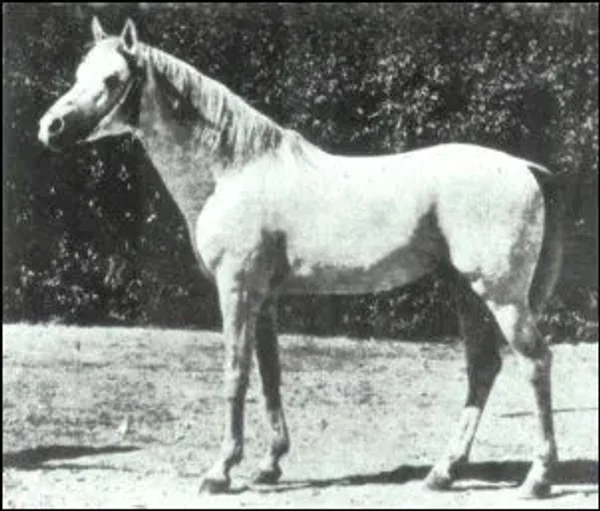 BARQUILLO