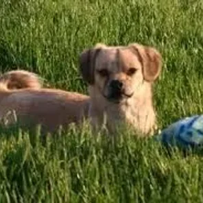 Peagle (Designer Dog)