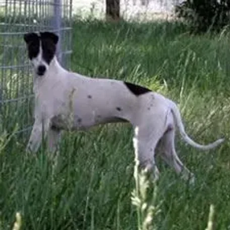 The Italian Greyhound is found in a wide array of colors and markings.