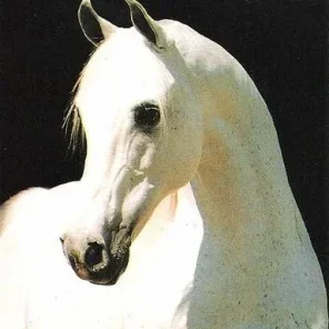 KARADJORDJE