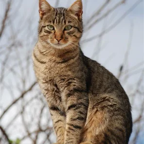 The Tabby Cat is Not a Breed but a Pattern!