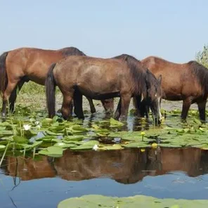 Danube Delta