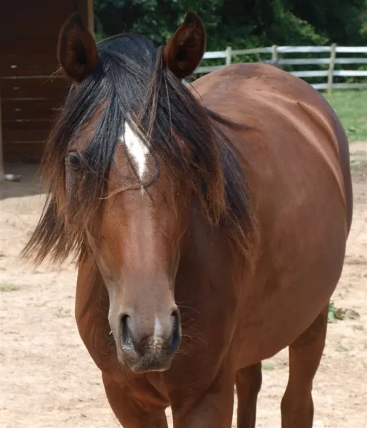 Mud showing off her forelock.