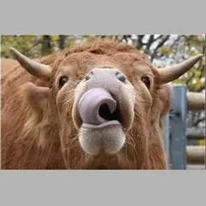Limpurger