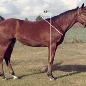 Evaluating Horse Conformation Pt 2