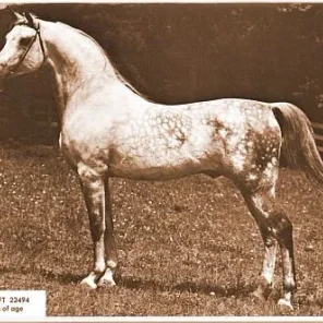 *SILVER DRIFT