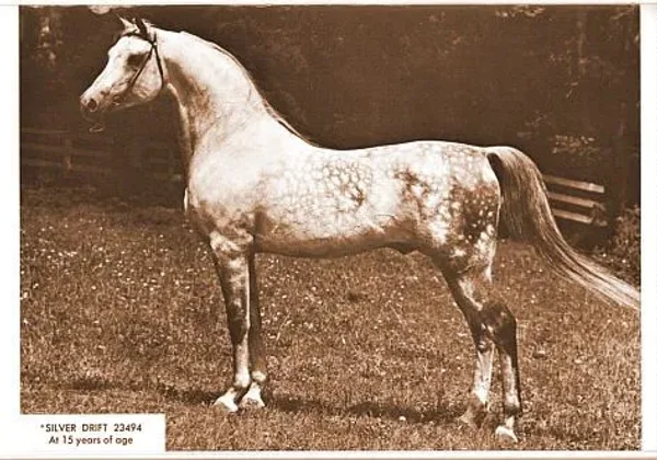 *SILVER DRIFT