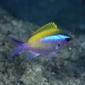 Chromis