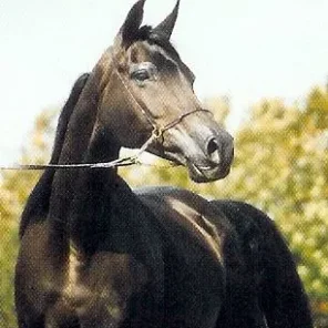 VON HERTE HSTINA