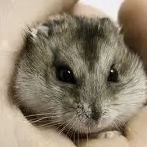 Gray Dwarf (Armenian-Migratory Grey)