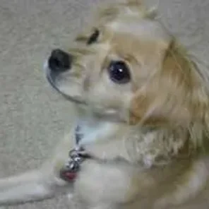 Chi-Spaniel (Designer Dog)
