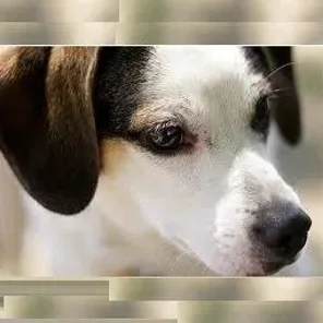 Jack-A-Bee (Designer Dog)