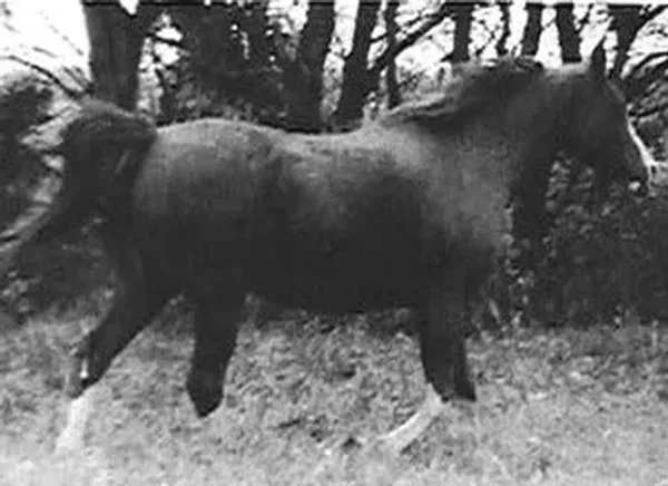 EL LOUISA
