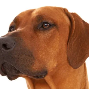 World’s Best Guard Dog Breeds - Part I