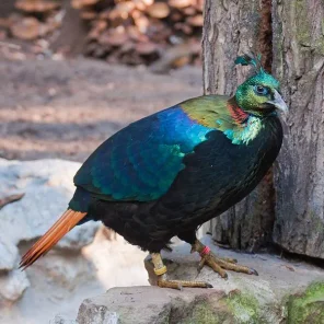 Himalayan Monal (Impeyan)