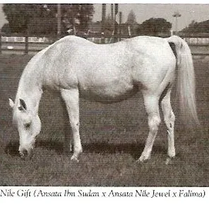 ANSATA NILE GIFT