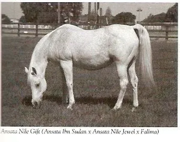 ANSATA NILE GIFT