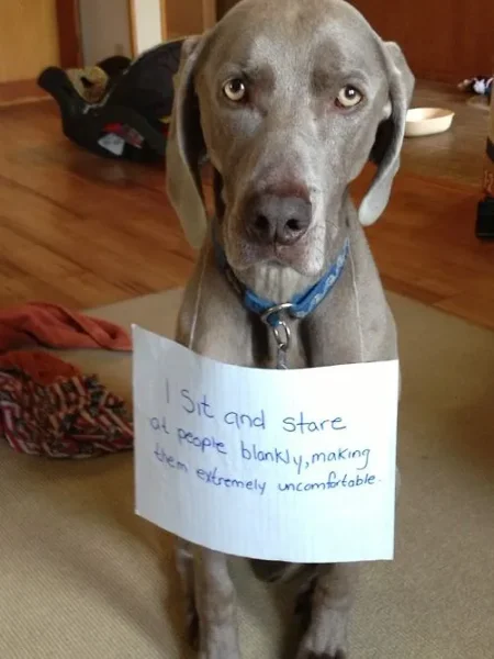 Naughty Dogs