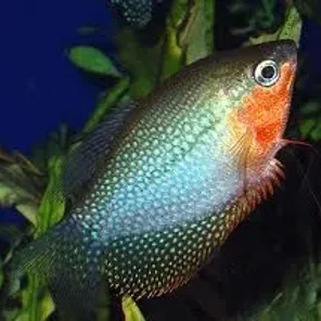 Gourami