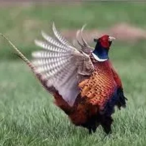Common Pheasant