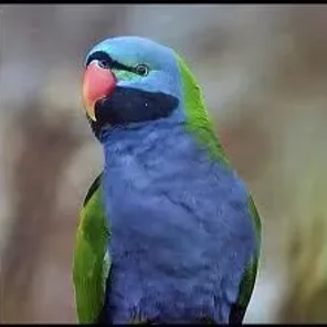 Derbyan Parakeet