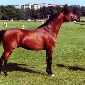 Algomej