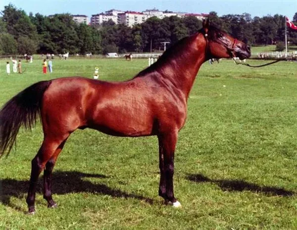 Algomej