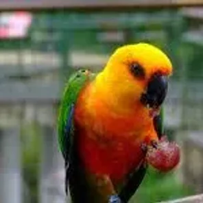 Jenday Conure