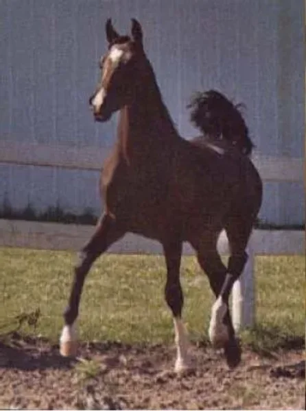 HERITAGE EMIR