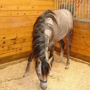 Horse Care - Feeding