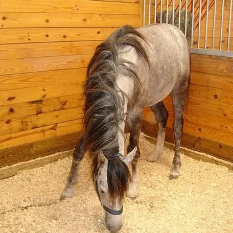 A horse or pony needs approximately 1.5% to 2.5% of its body weight in food per day, depending on its age and level of work.